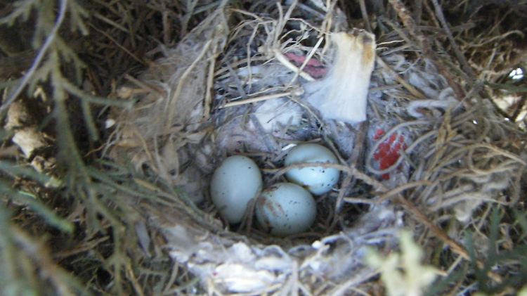 Zeckenschutz: Die faserige Zellulose hat der Finke geschickt ins Nest gewebt.