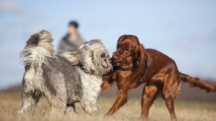 Links ein Mischlingshund, rechts ein Irish Setter. Lässt sich sagen, welcher robuster ist?