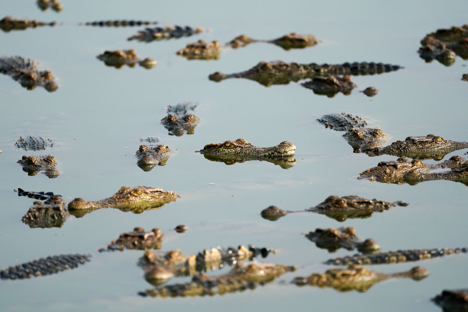 In Thailand gibt es mehr als 1,2 Millionen Krokodile, ...