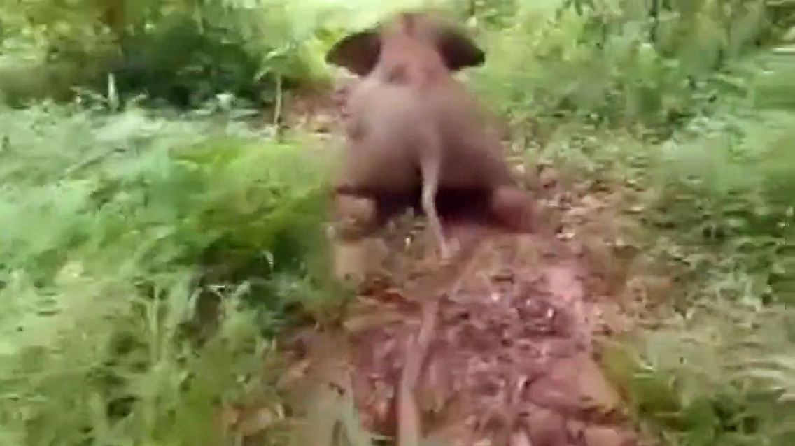 RutschElefant.jpg