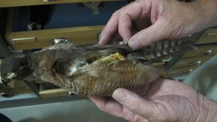Das Präparat des Sydneysperbers (accipiter cirrocephalus) stammt von 1954 und ist nun schwer beschädigt.