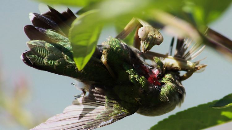 Hier hat die Gottesanbeterin einen Rubinkehl-Kolibri erwischt.