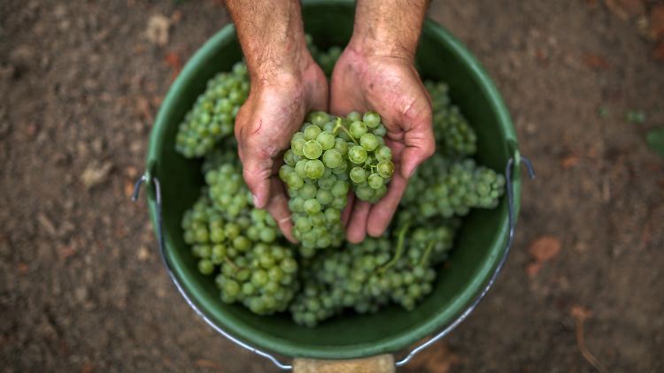 In Deutschland stehen heute vier Rebsorten - Riesling, Müller-Thurgau, Spätburgunder und Dornfelder - auf mehr als der Hälfte der Anbaufläche.