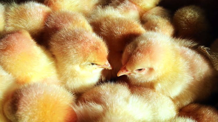 Zig Millionen männliche Küken werden jedes Jahr am ersten Lebenstag getötet.