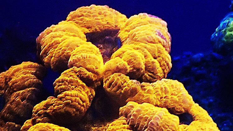 Eine fluoreszierende Koralle (Lobophyllia hemprichii).