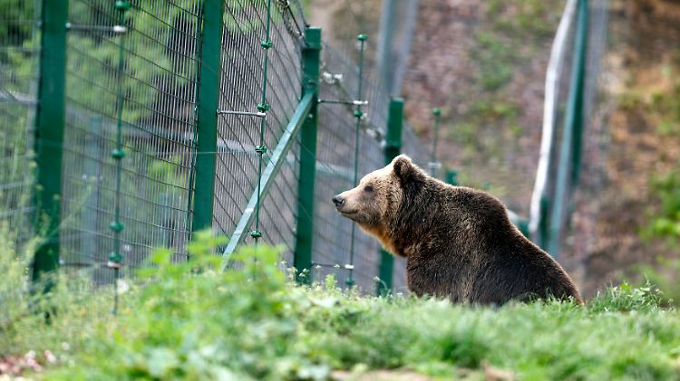 In Deutschland gibt es sie nur in Zoos. In Rumänien sind in Freiheit lebende Braunbären Realität.