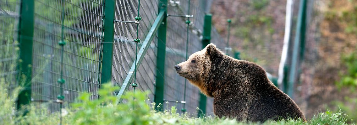 In Deutschland gibt es sie fast nur in Zoos. In Rumänien sind Braunbären bitterer Ernst.