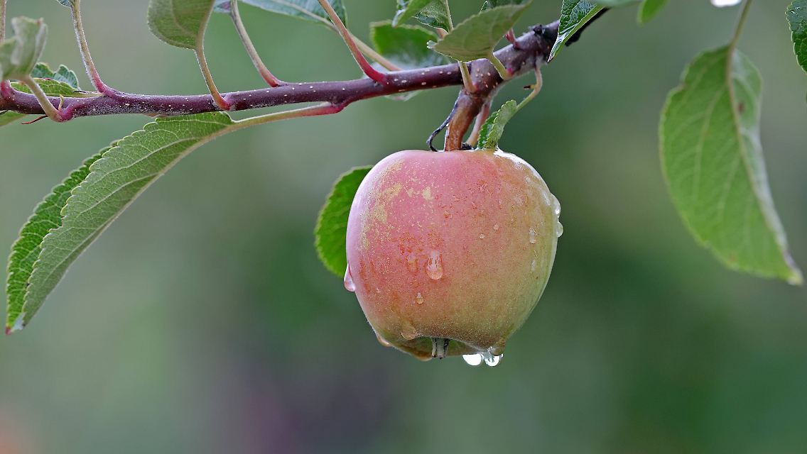 imago56970054h.jpg