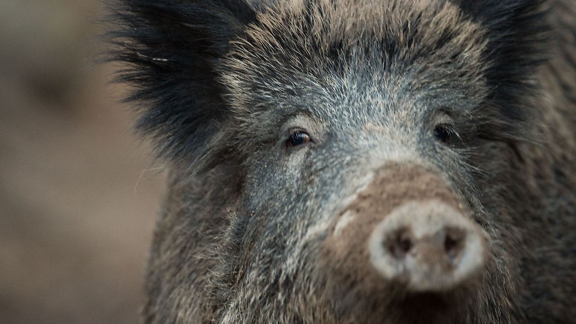 Ein Wildschwein.