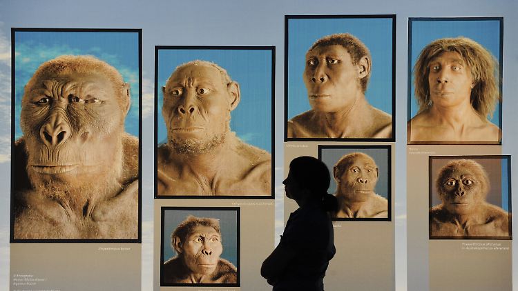 Ausstellung zur Evolution des Menschen im Naturkundemuseum im Schloss Rosenstein in Stuttgart.