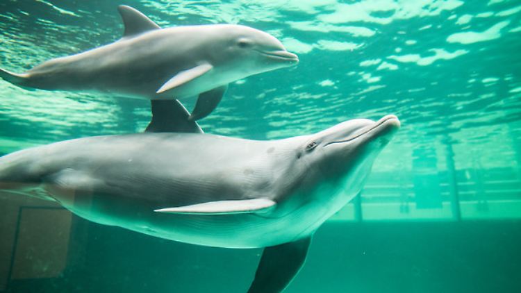 Um Konflikte in engen Delfinbecken zu vermeiden, setzen Zoos Diazepam ein. 