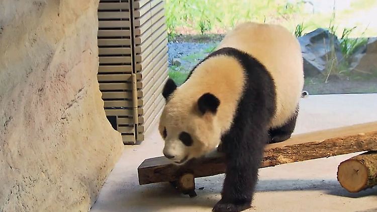PandaRueckwarts.jpg
