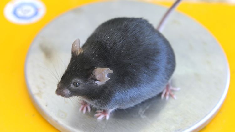 Labormaus mit Übergewicht.