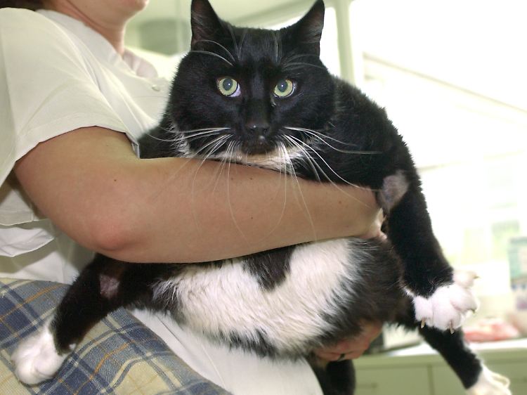 Falsche Tierliebe: Kater Mikesch wog in seinen Spitzenzeiten 19 Kilogramm. Sein Herrchen fütterte ihm täglich zwei Kilogramm Schabefleisch.