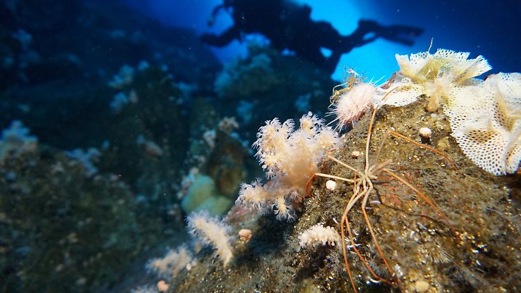 Lange Beine, kleiner Körper: Die Seespinne benötigt für ihren speziellen Körper auch ein spezielles Kreislaufsystem.
