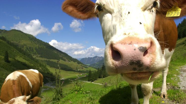 Rinder können sehr effektive Wirkstoffe gegen das HI-Virus produzieren.