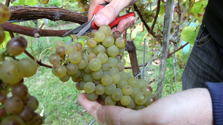 Wer auf der Insel Urlaub macht, nimmt den Wein aus "Meeres-Trauben" gerne als Souvenir mit.