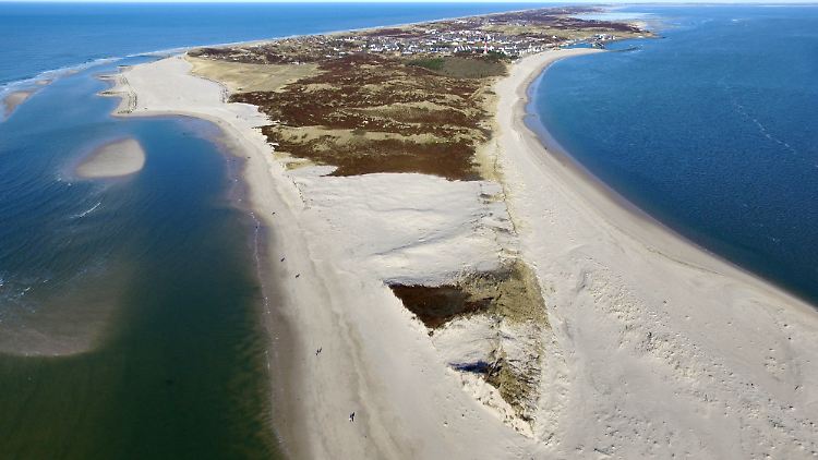 Die Pflanzung auf Sylt galt lange als eine Ausnahme im strikten Weingesetz.