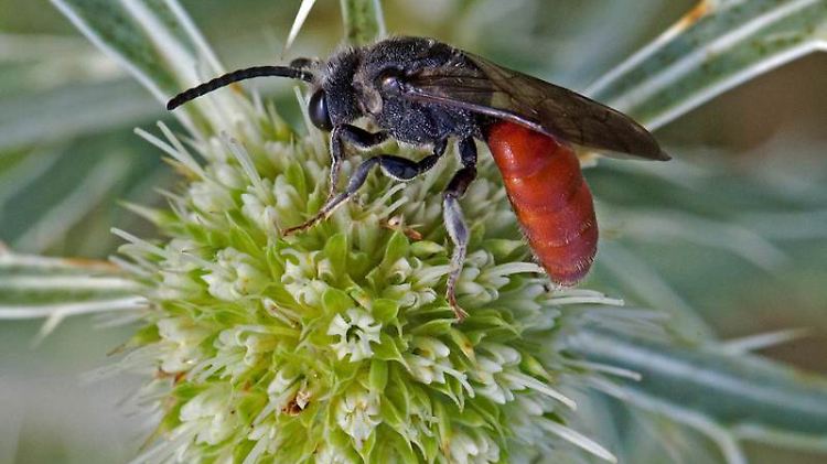 Eine Wildbiene zu sehen, gelingt immer seltener.