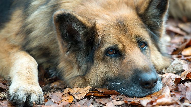 Anfangs wurden die Deutschen Schäferhunde auf mittlere Größe als Hütehund gezüchtet. Für spätere Rollen als Wach- und Polizeihund setzte man dann mehr auf Größe.