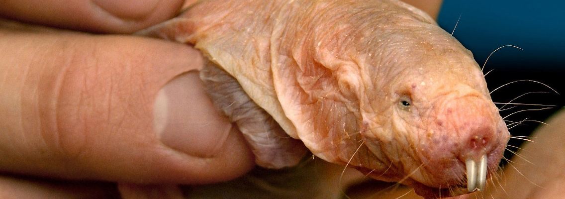 Einst zum hässlichsten Tier der Welt erklärt: der Nacktmull.