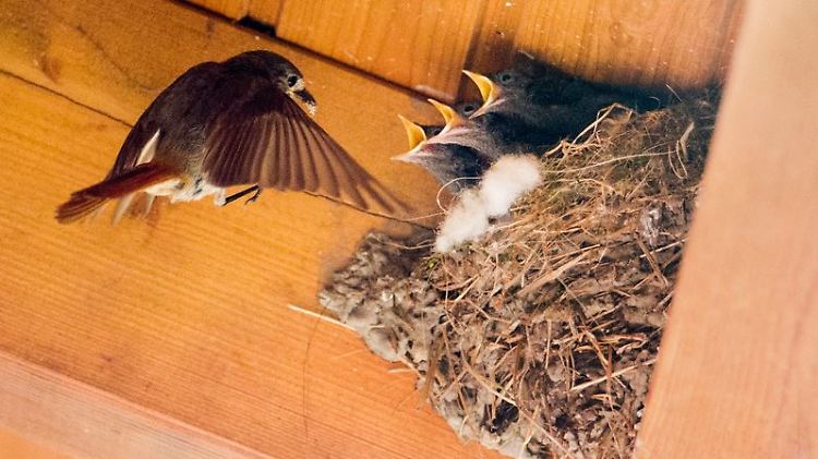 Manche Vögel bauen ihre Nester an Deckenbalken. Wie der Rotschwanz, der an einem Scheuendach seine Jungen aufzieht.