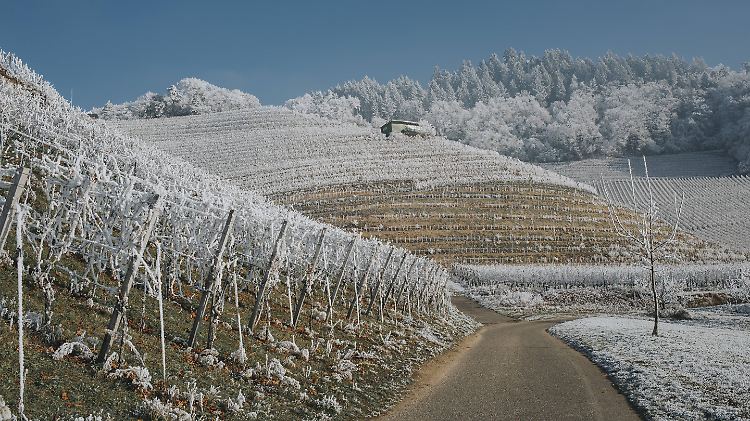 Frost macht vielen Winzern zu schaffen.