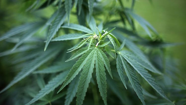 Medizinisches Cannabis wird vor allem aus den Niederlanden und Kanada importiert.