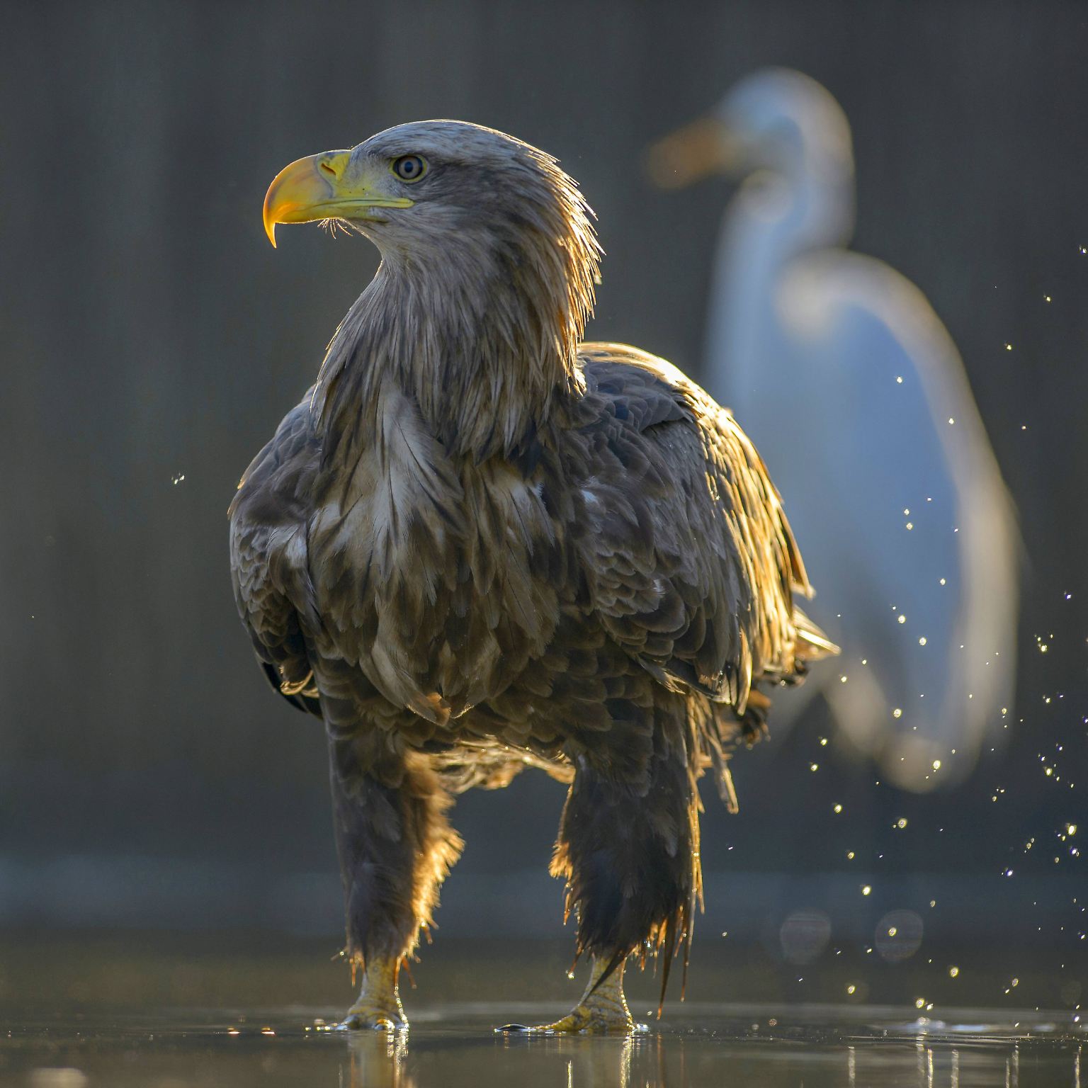 Die Schutzprojekte für den Seeadler sind eine Erfolgsstory des Naturschutzes. 