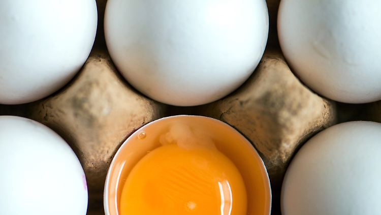 Fipronil kann in zu hoher Dosis Leber, Nieren und Schilddrüse schädigen.