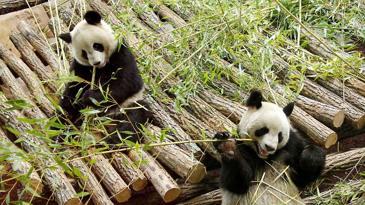 Panda-Weibchen Huan Huan (l.), hier mit Männchen Yuan Zi.