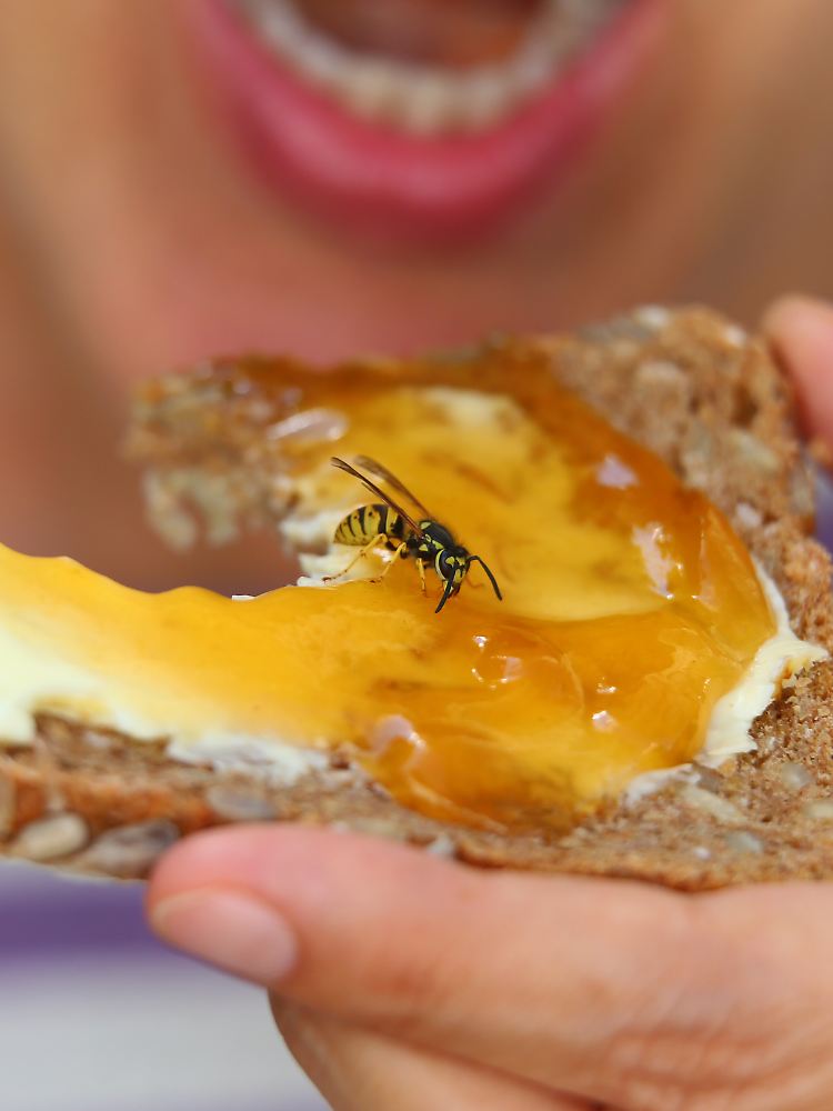 Wespen, die man beim Essen versehentlich mit herunterschluckt, sind gefährlich.
