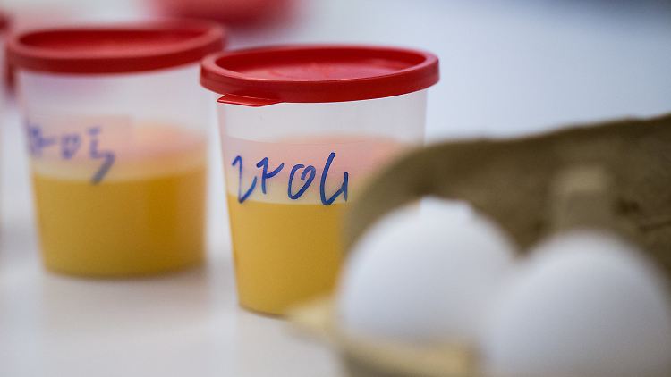 Im Chemischen Veterinäruntersuchungsamt in Krefeld werden Eier auf Rückstände von Fipronil getestet.