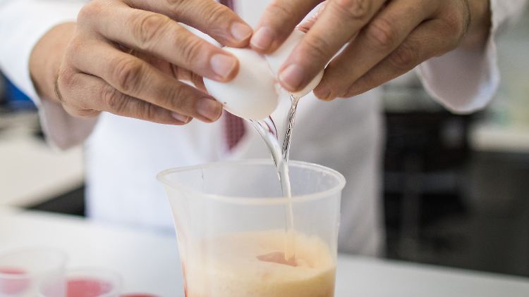 In einem Labor werden Eier auf eine Fipronil-Belastung hin untersucht.