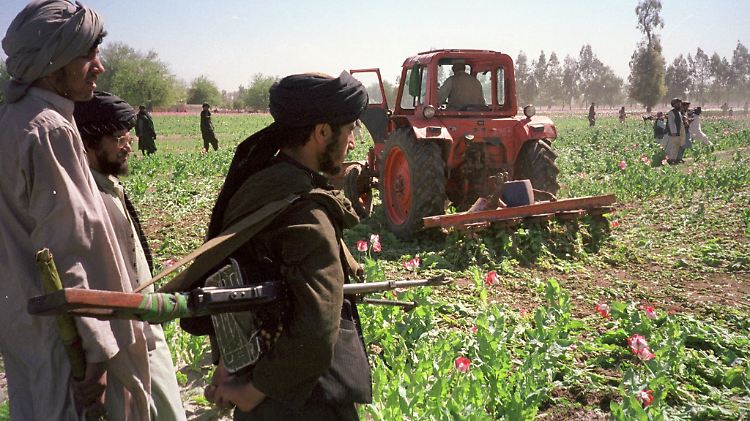Ein bewaffneter Kämpfer der Taliban beobachtet, wie ein Traktor über ein blühendes Mohnfeld fährt und mit einem angehängtem Geräteteil die Opiumernte zerstört.