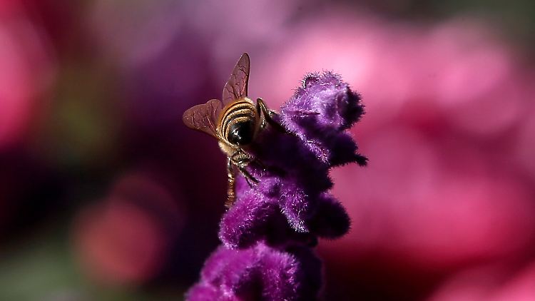 Das Aussterben der Bienen hätte weitreichende Konsequenzen für die Menschen.