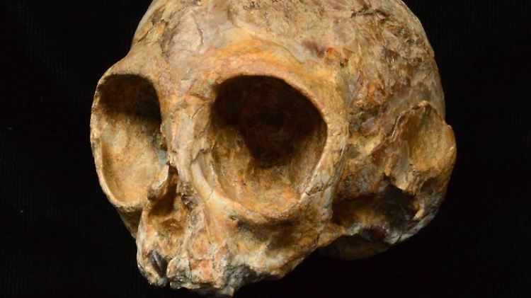 Alesi, der Schädel der  ausgestorbenen Affenart Nyanzapithecus alesi (KNM-NP 59050).