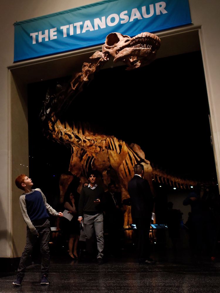 Im American Museum of Natural History in New York kann man das Skelett des größten bekannten Dinosauriers der Welt bestaunen.