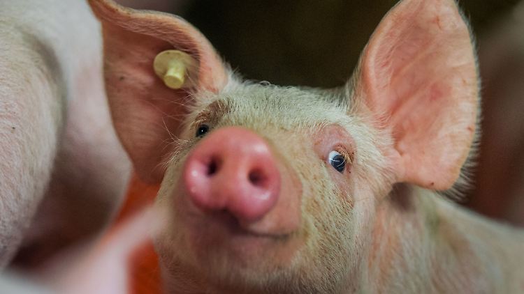 Einem Forscherteam ist es gelungen, mithilfe der Gentechnik Schweine zu züchten, deren Erbsubstanz keine potenziell gefährlichen endogenen Retroviren mehr aufweist.