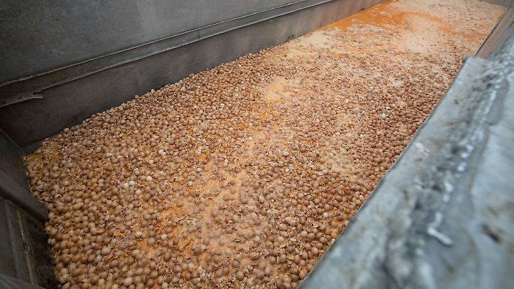 Auf einer belgischen Hühnerfarm werde Tausende mit Fipronil belastete Eier vernichtet.
