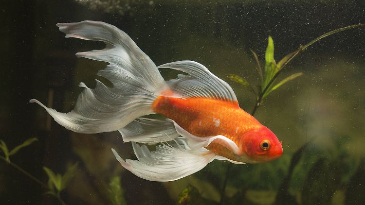 Ein Goldfisch.