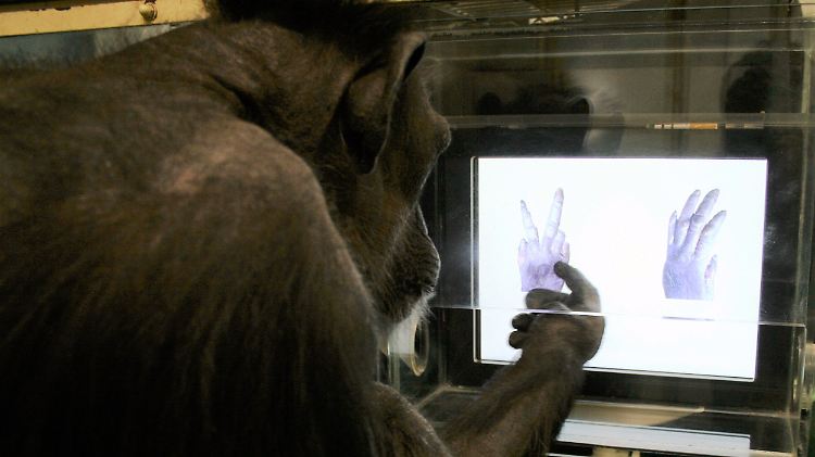 Schimpanse Chloe beim "Schere, Stein, Papier"-Spiel mit dem Computer.