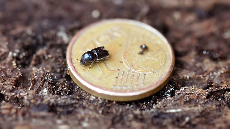 Ein Winzling, der großen Schaden anrichtet: Borkenkäfer, der über eine 1-Cent-Münze krabbelt.
