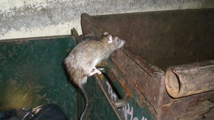 Eine von zahllosen Ratten, die nachts in Washington D.C. unterwegs sind. Es gibt kaum Hindernisse für die Nagetiere.