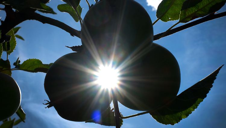 Immerhin: Montag und Dienstags wird's schön. 