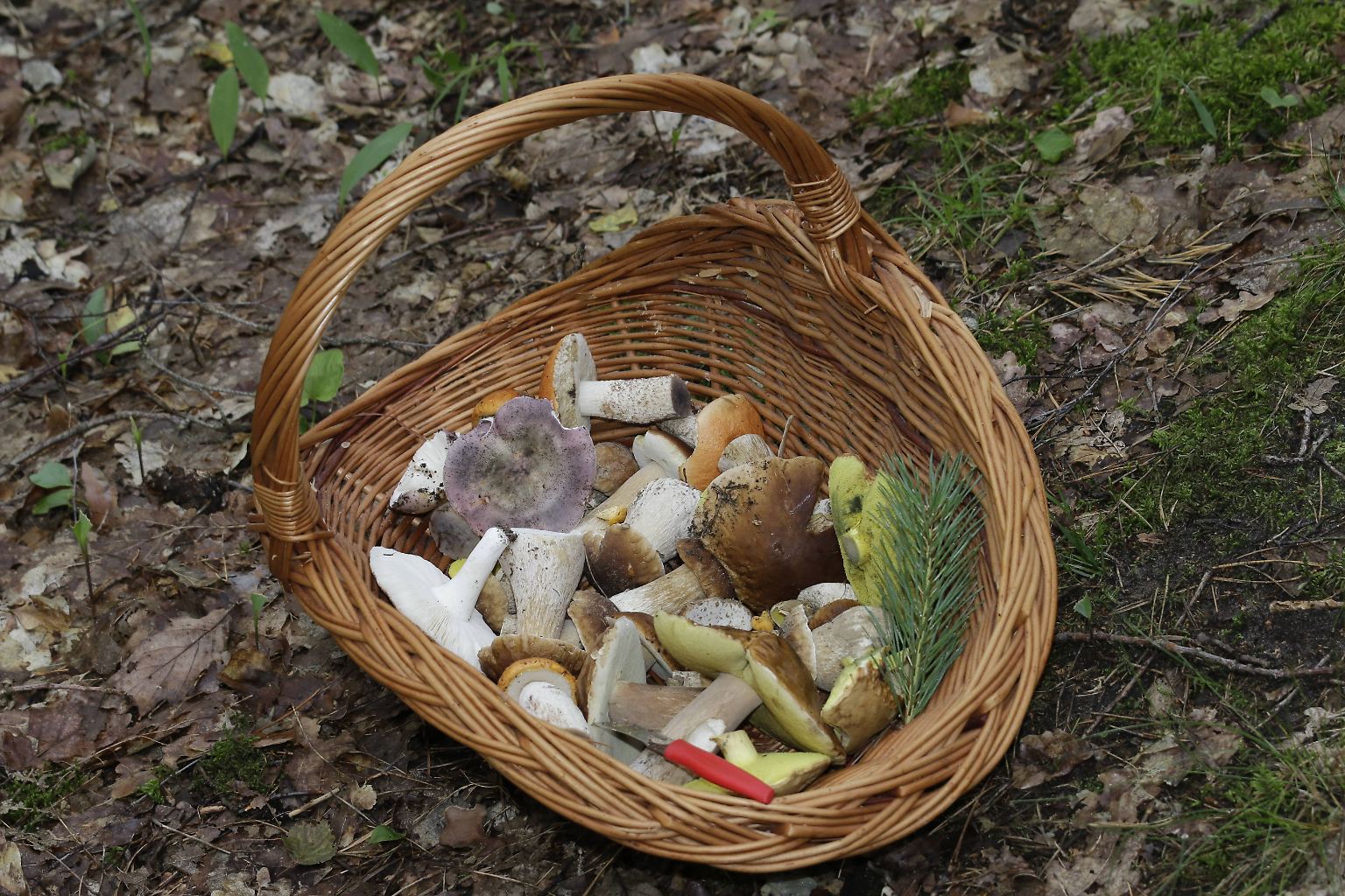 Die Hoch-Zeit der Pilzsaison steht bevor. Da freut sich manch einer schon auf die Pfanne mit frischen, selbst gesammelten Speisepilzen aus dem Wald. Doch damit das ...