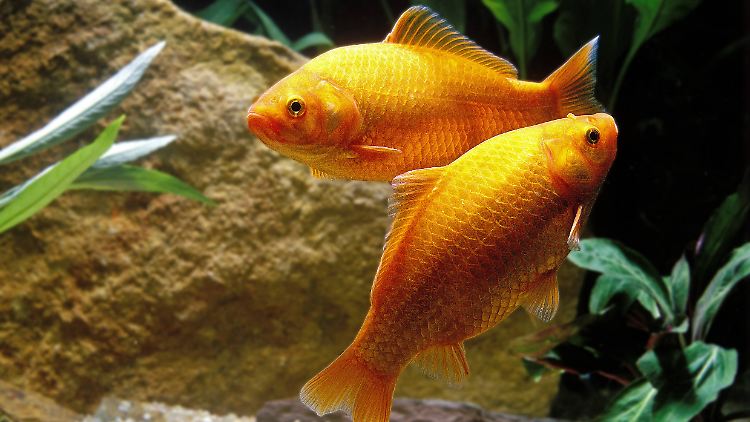 Der Goldfisch ist eine Züchtung, die aus dem Moorkarpfen aus China hervorgegangen ist. Er hat ebenfalls die Fähigkeit, Alkohol zu bilden.