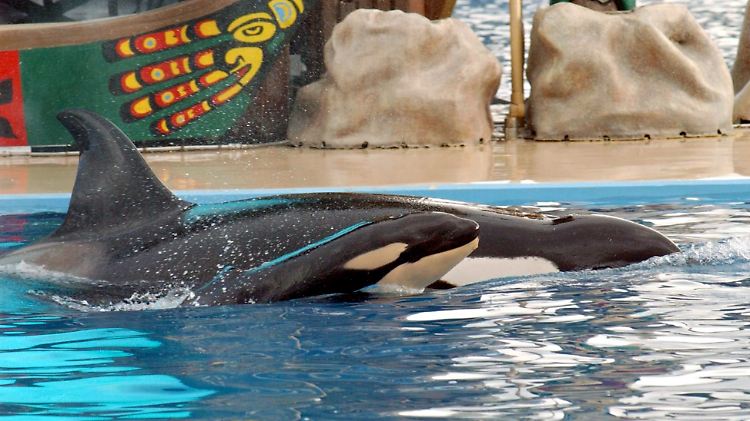 Ein Baby-Orca schwimmt kurz nach seiner Geburt neben seiner Mutter Kasatka am 21. Dezember 2004 im Becken des Erlebnisparks "Seaworld" in San Diego (USA).