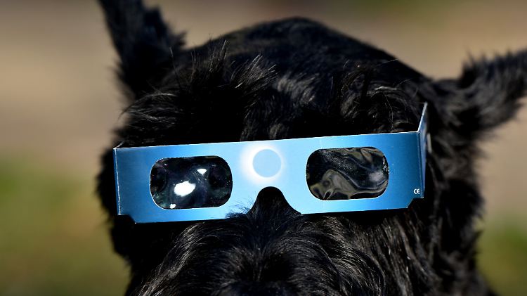 Ein besonders besorgter Hundehalter hat auch Fiffi mit einer Spezialbrille ausgestattet.