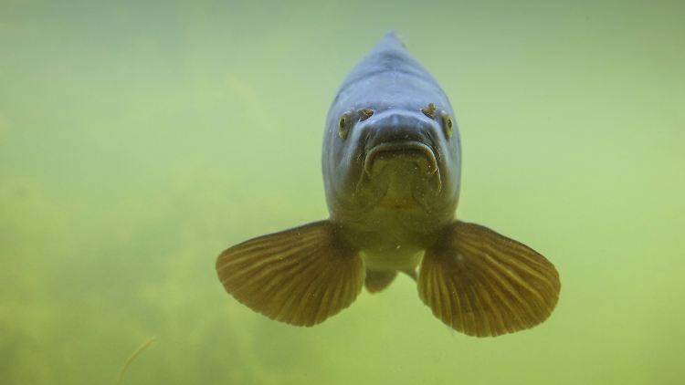 Ostsee-Fischer nennen Fische mit großem Maul gerne mal "Berliner". Das hier ist ein ganz und gar friedlicher Karpfen.